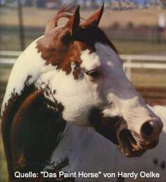 Jetalito - World Champion, APHA Champion