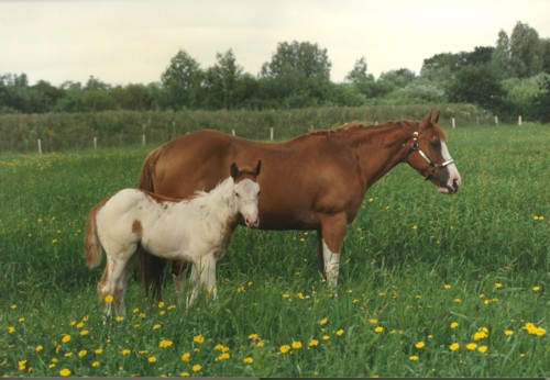 Carrousels Brand - APHA Champion / Elitestute