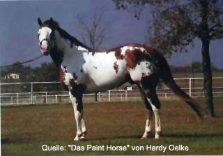 Jetalito - World Champion, APHA Champion