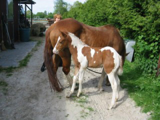 Docs J Famous Delta - APHA Champion