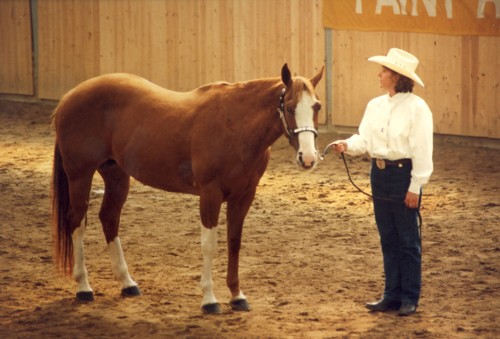 Carrousels Brand - APHA Champion / Elitestute