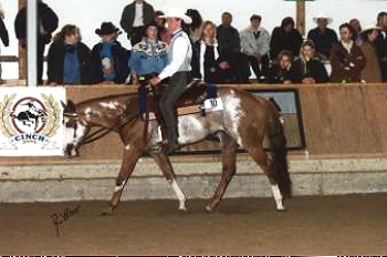 Docs J Beautybrand - APHA Champion / Elitestute