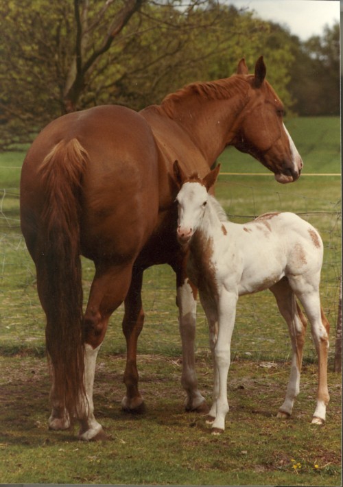 Carrousels Brand - APHA Champion / Elitestute