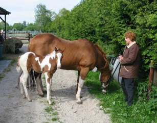 Docs J Famous Delta - APHA Champion