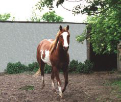 Docs J Delta Go On - 2x APHA Champion