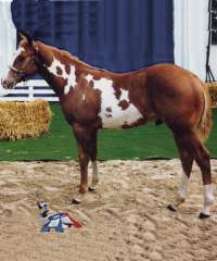 Docs J Delta Go On - 2x APHA Champion