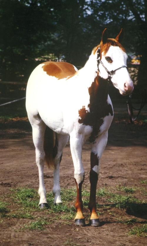 Jetabrand - APHA Champion / Elitehengst