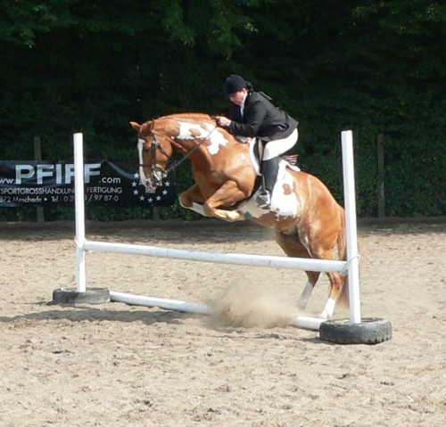 Docs J Delta Go On - 2x APHA Champion