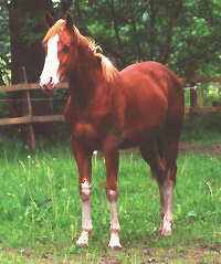 Docs J Gunsmoke Delta