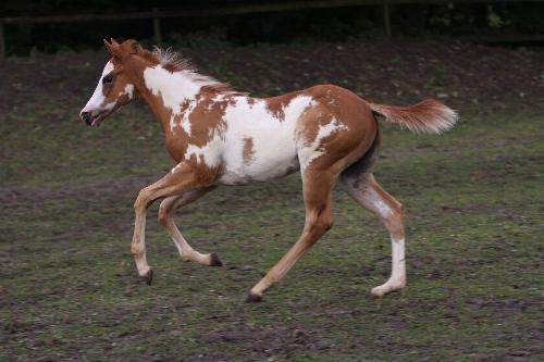 Docs J Flying Beauty