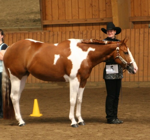 Docs J Diamond Delta - 2xAPHA Champion, Elitestute