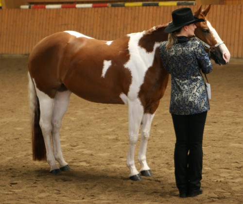 Docs J Diamond Delta - 2xAPHA Champion, Elitestute