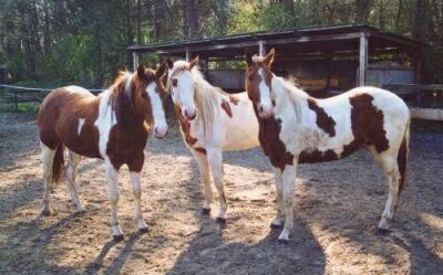 Docs J Diamond Delta - 2xAPHA Champion, Elitestute