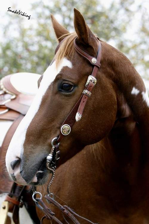 Docs J Delta Go On - 2x APHA Champion