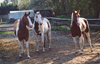 Docs J Diamond Delta - 2xAPHA Champion, Elitestute