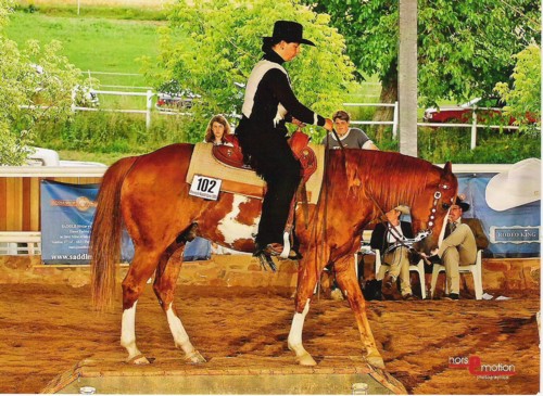 Docs J Delta Go On - 2x APHA Champion