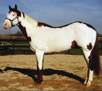 Jetabrand - APHA Champion / Elitehengst