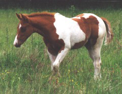 Docs J Delta Star Jr.