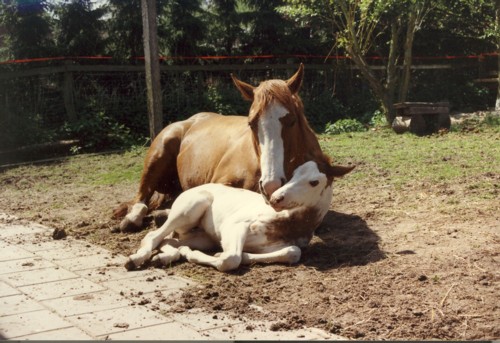 Carrousels Brand - APHA Champion / Elitestute