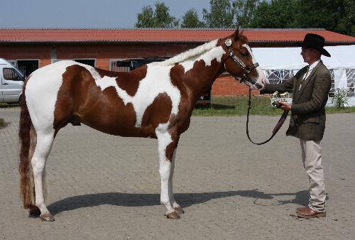 Docs J Famous Delta - APHA Champion