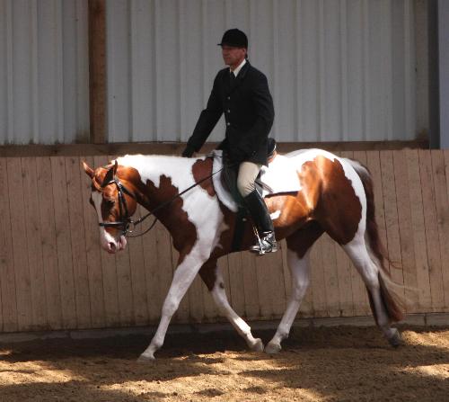 Docs J Famous Delta - APHA Champion